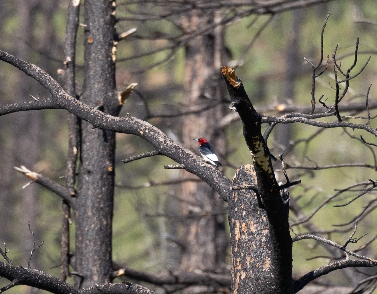 Red-headed Woodpecker - ML637650020