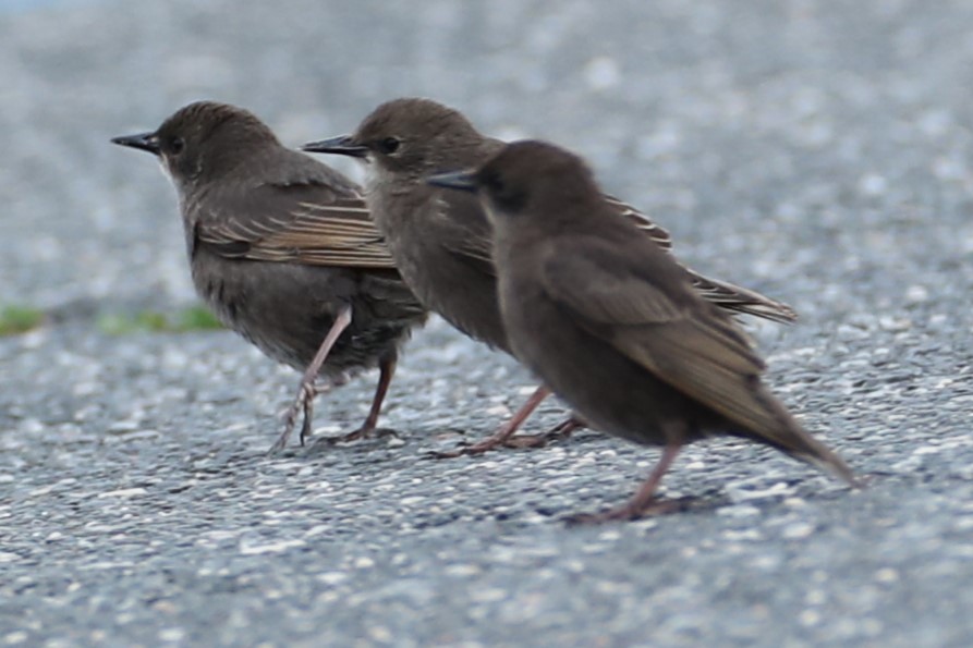 European Starling - ML637650022