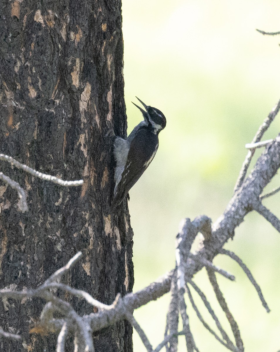 Hairy Woodpecker (Rocky Mts.) - ML637650065