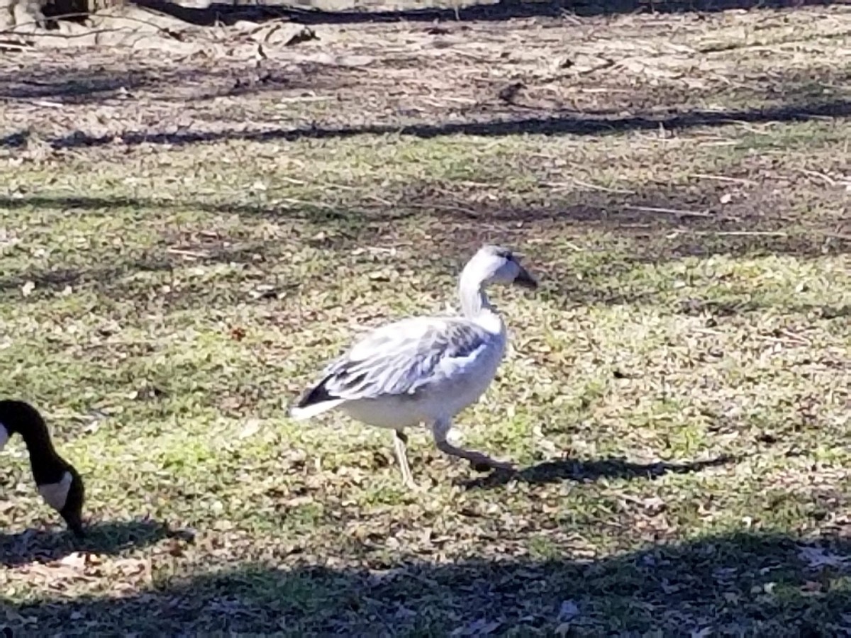 Snow Goose - ML637650072