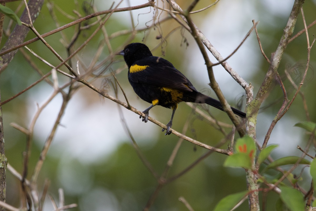 Cuban Oriole - ML637650081