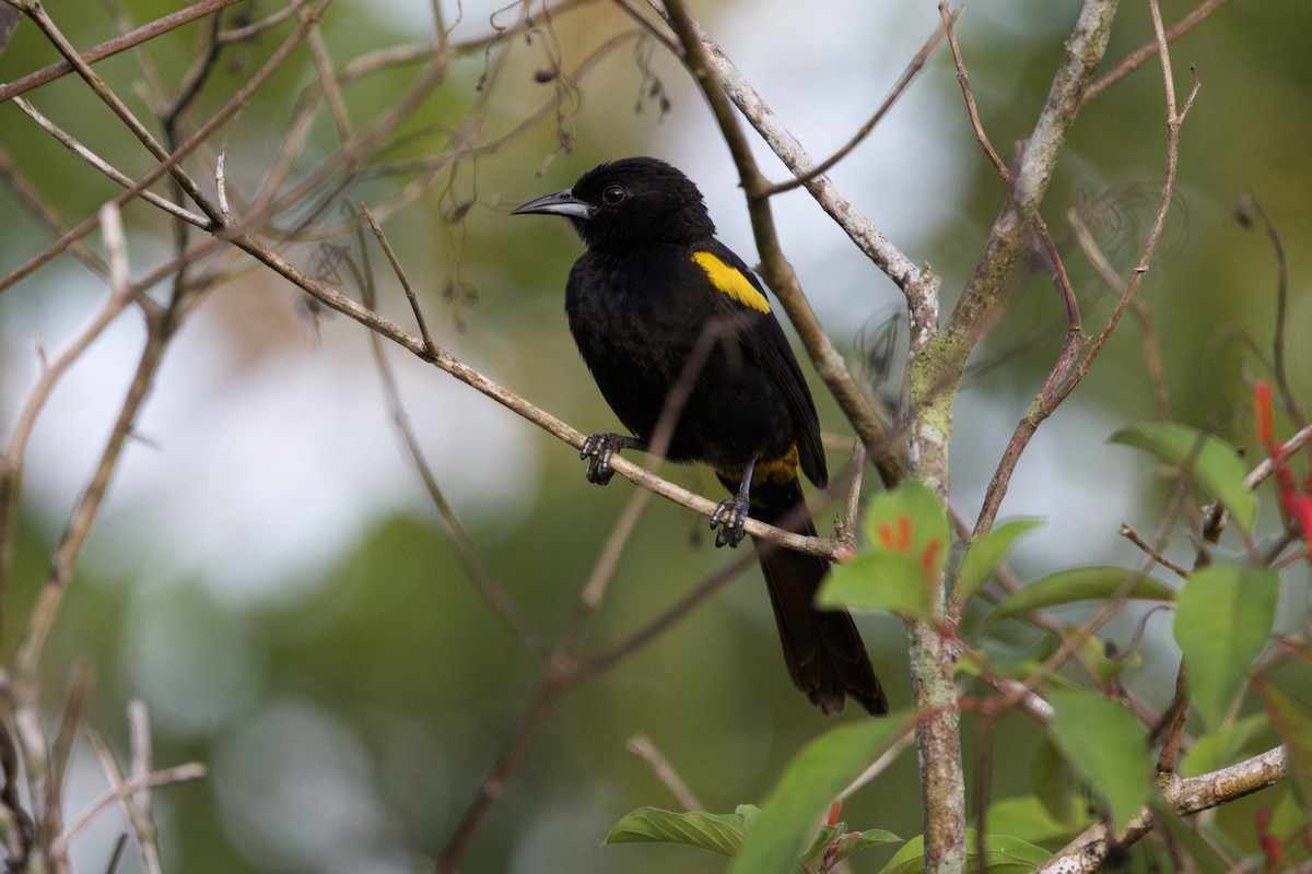 Cuban Oriole - ML637650082