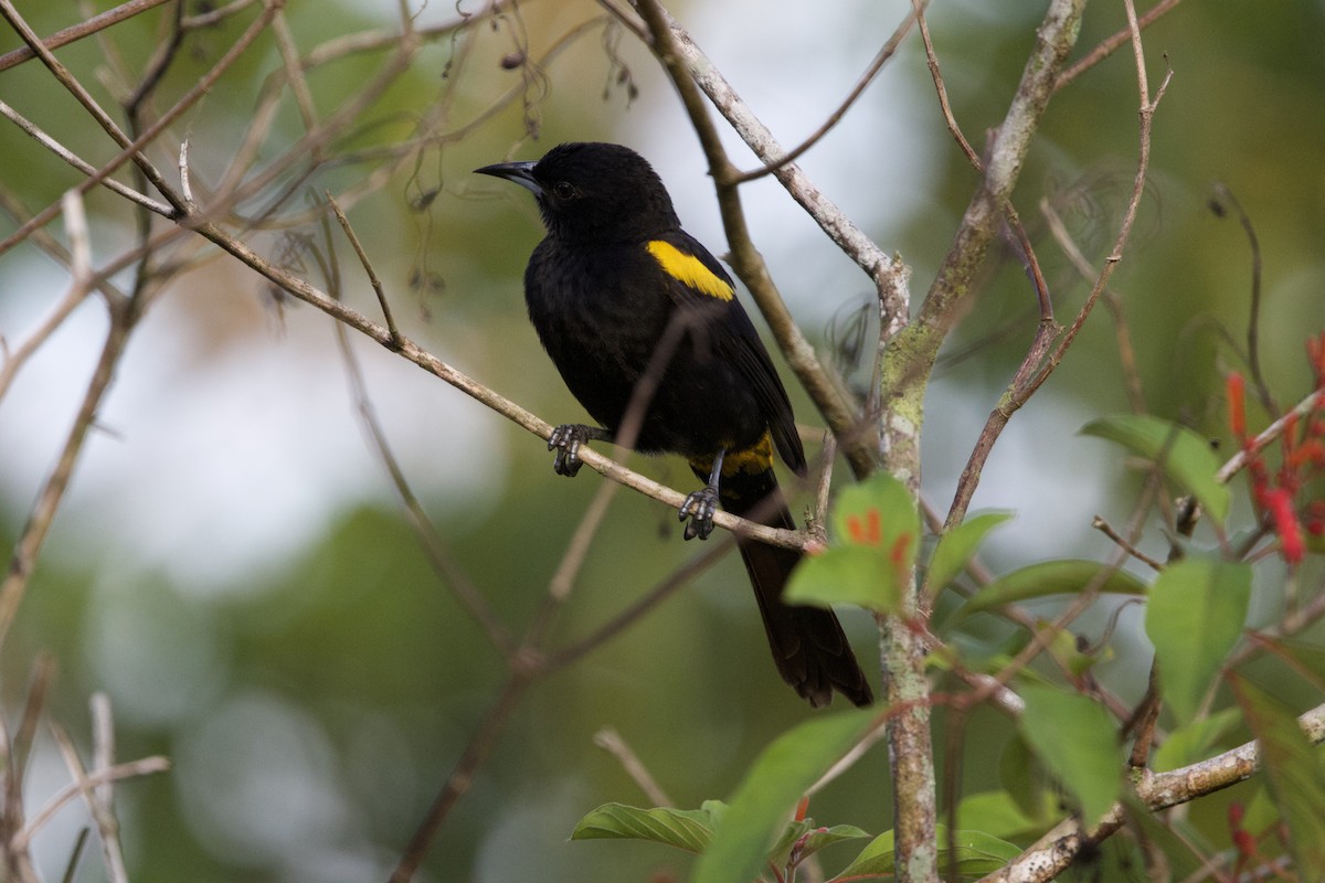 Cuban Oriole - ML637650083