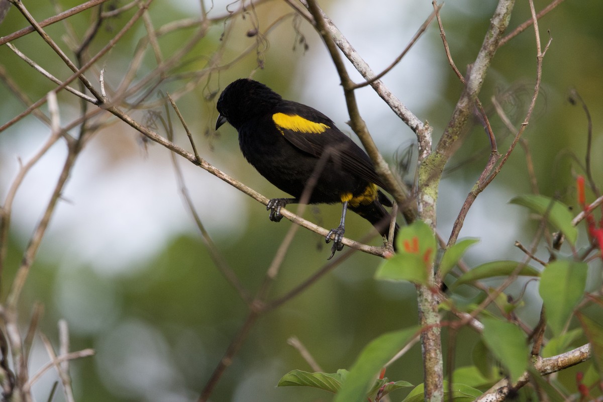 Cuban Oriole - ML637650084
