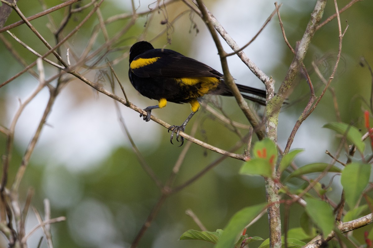 Cuban Oriole - ML637650085