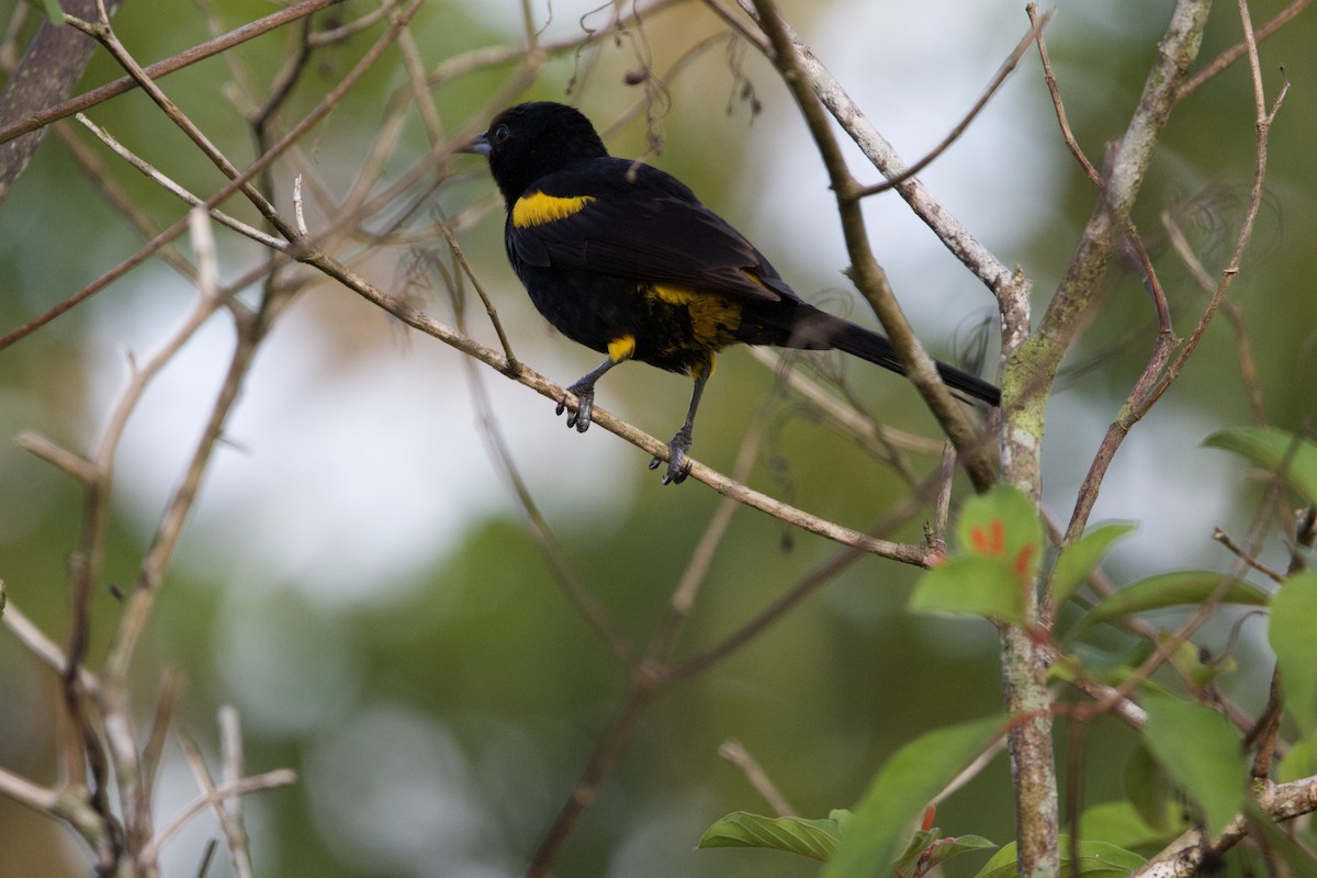 Cuban Oriole - ML637650086