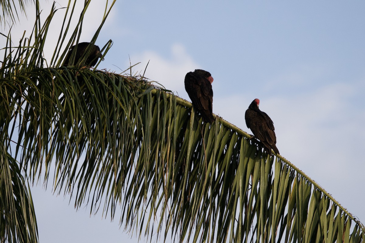 Turkey Vulture - ML637650102