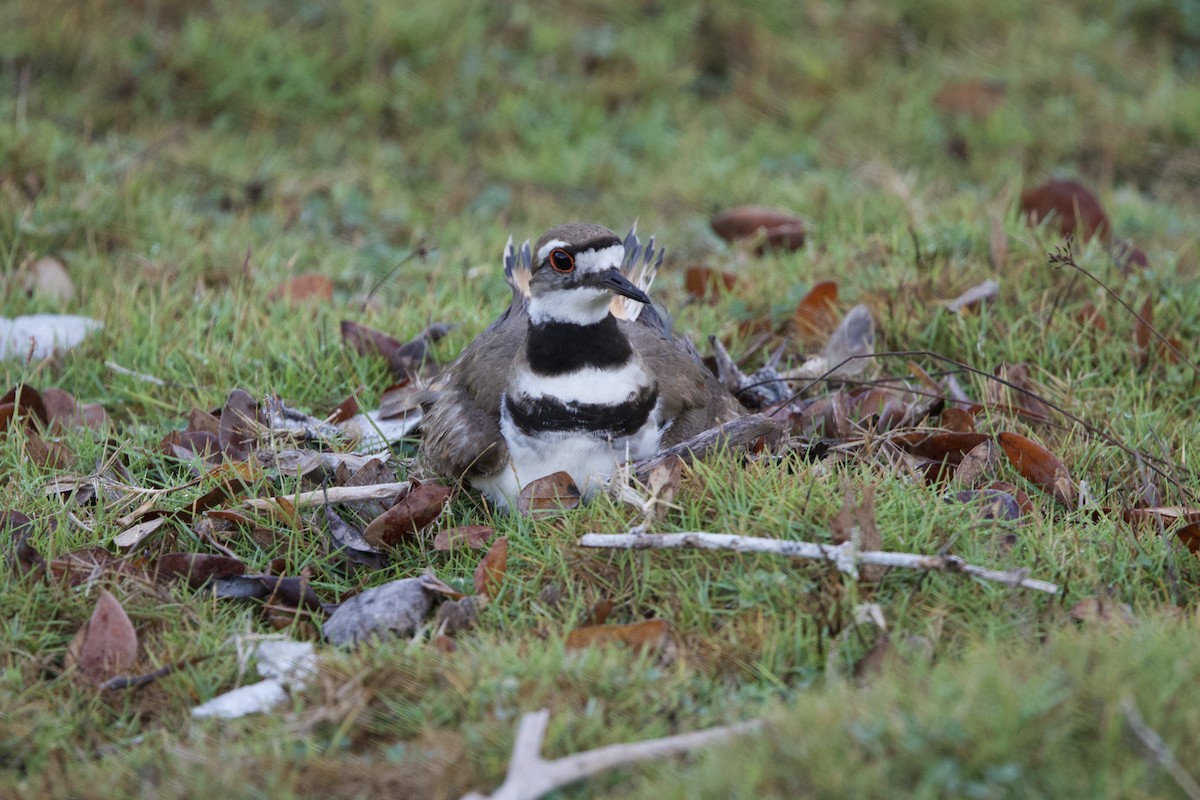 Killdeer - ML637650107