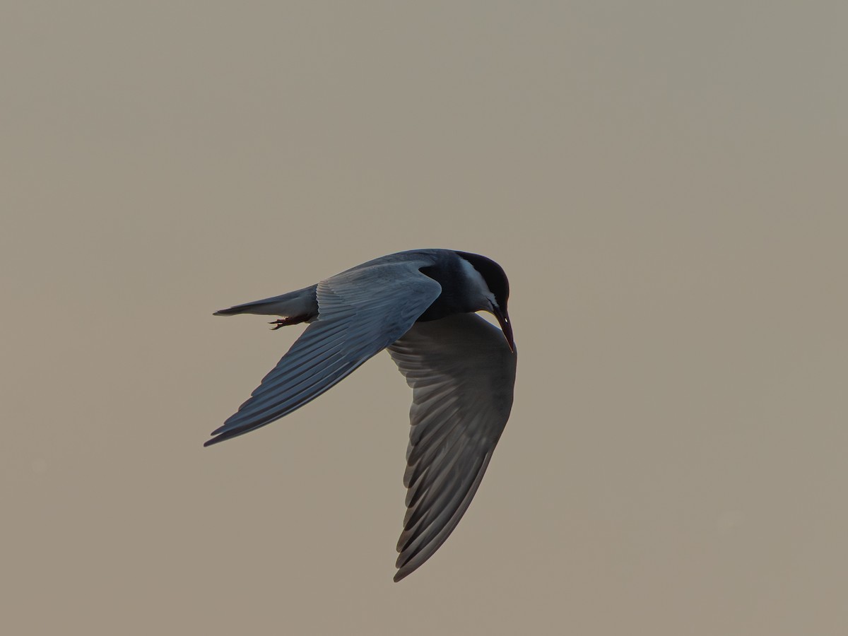 Whiskered Tern - ML637650108
