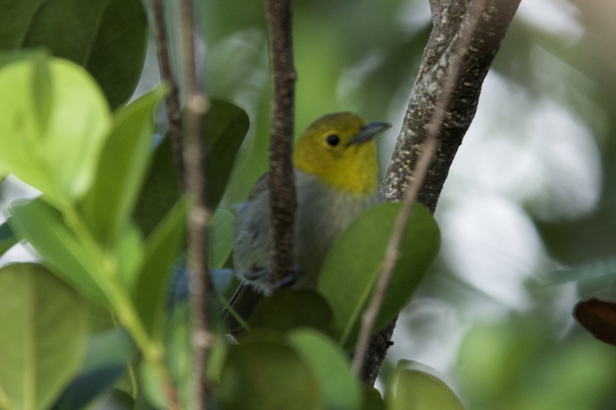 Yellow-headed Warbler - ML637650122