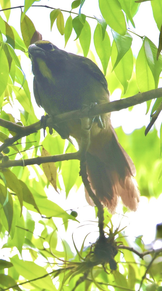 Cinnamon-bellied Saltator - ML637650138
