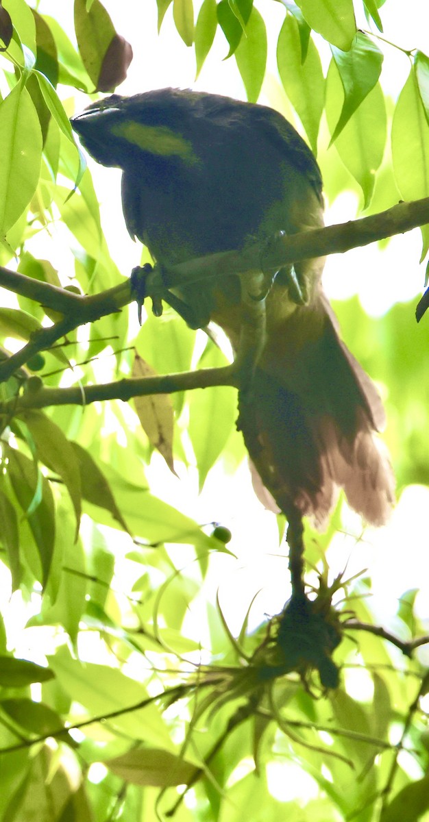 Cinnamon-bellied Saltator - ML637650139