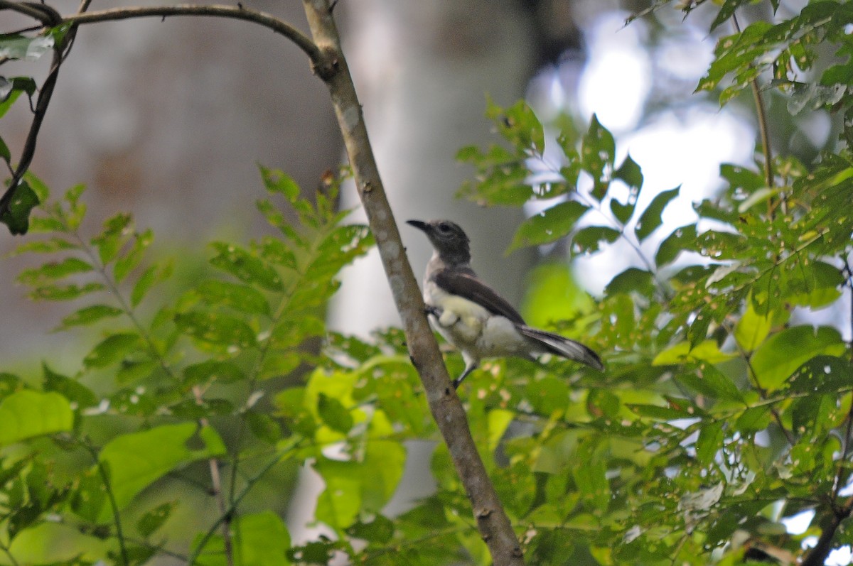 Swamp Greenbul - ML637650143