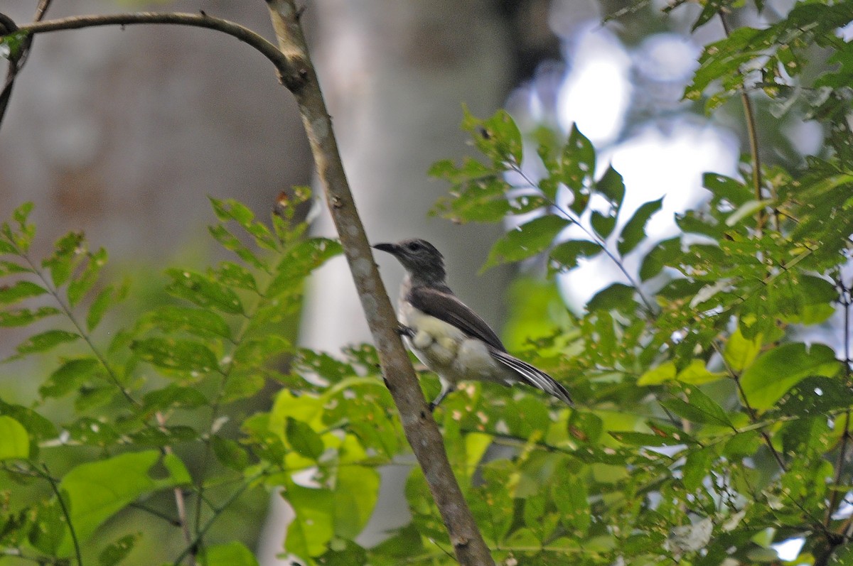 Swamp Greenbul - ML637650146