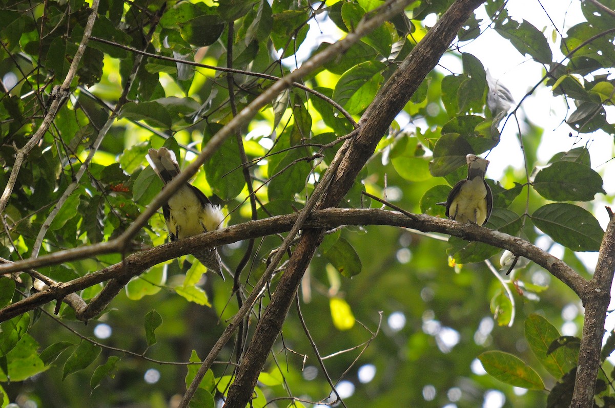 Swamp Greenbul - ML637650147