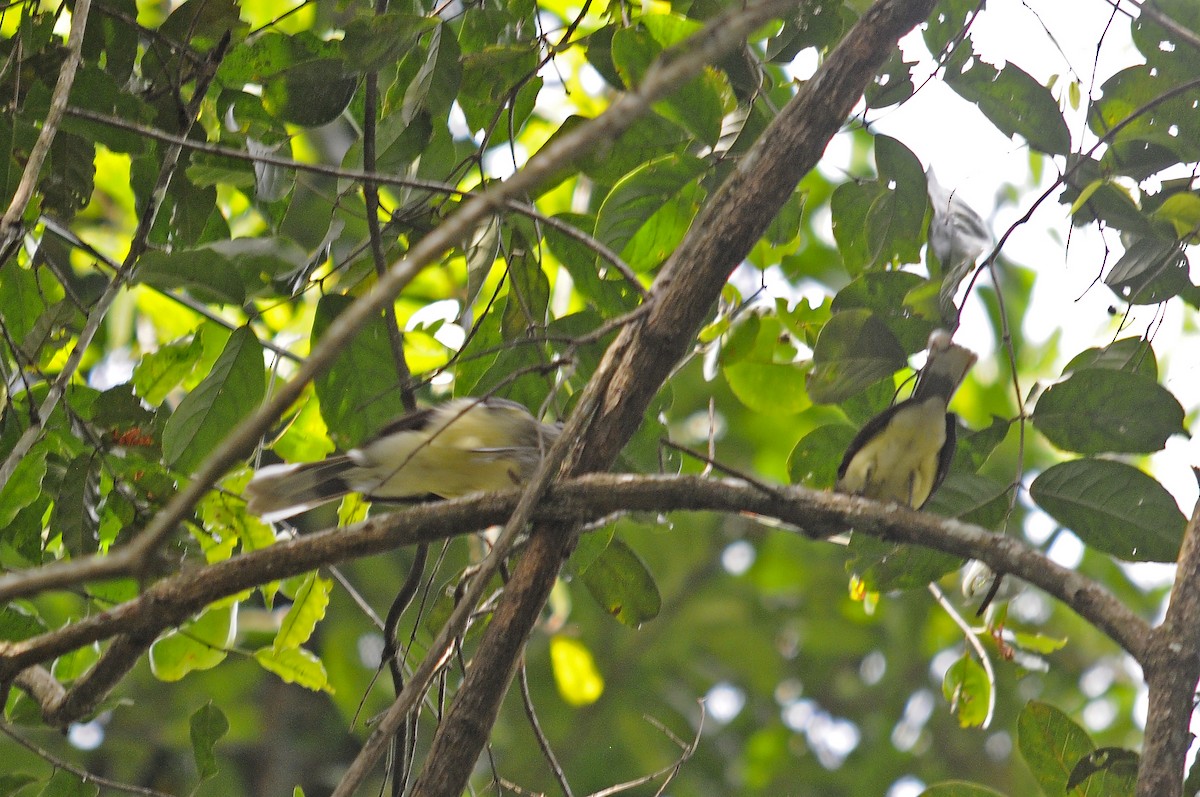 Swamp Greenbul - ML637650148