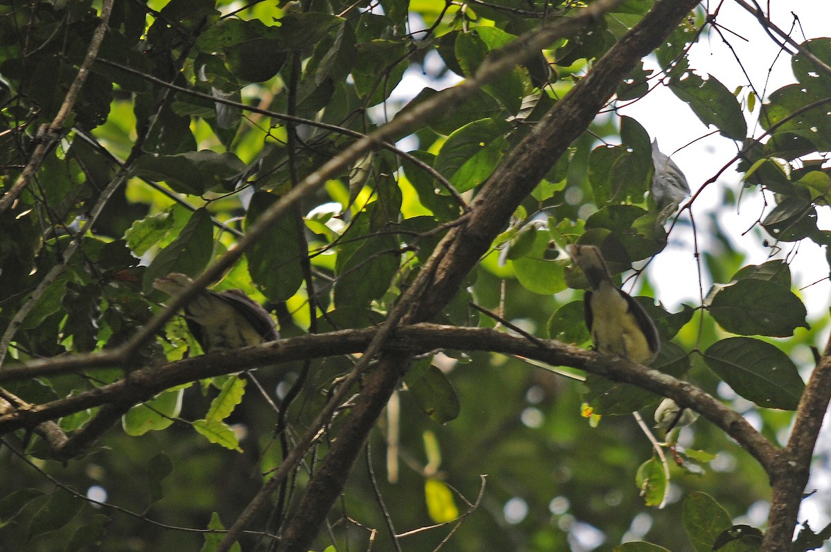 Swamp Greenbul - ML637650149