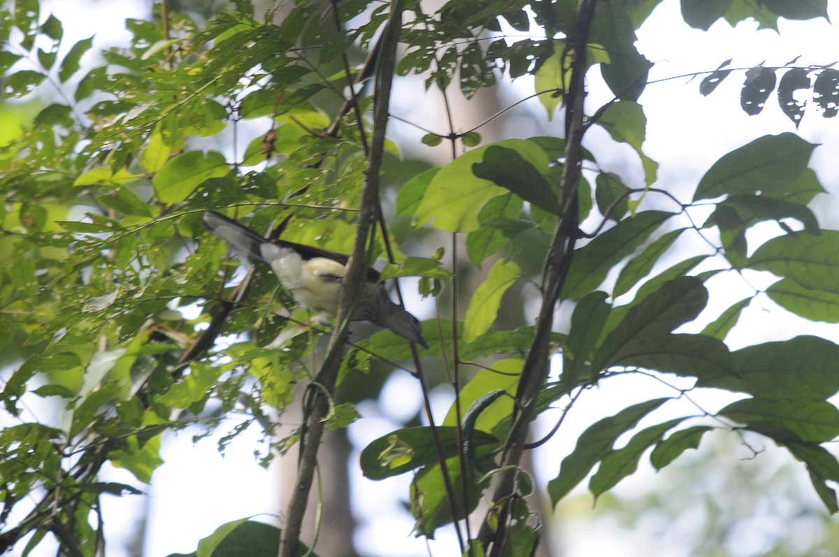 Swamp Greenbul - ML637650150
