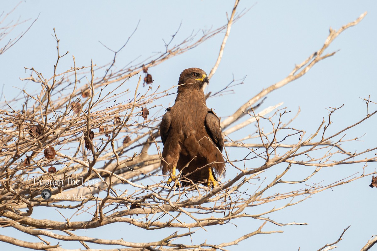 Black Kite - ML637650166