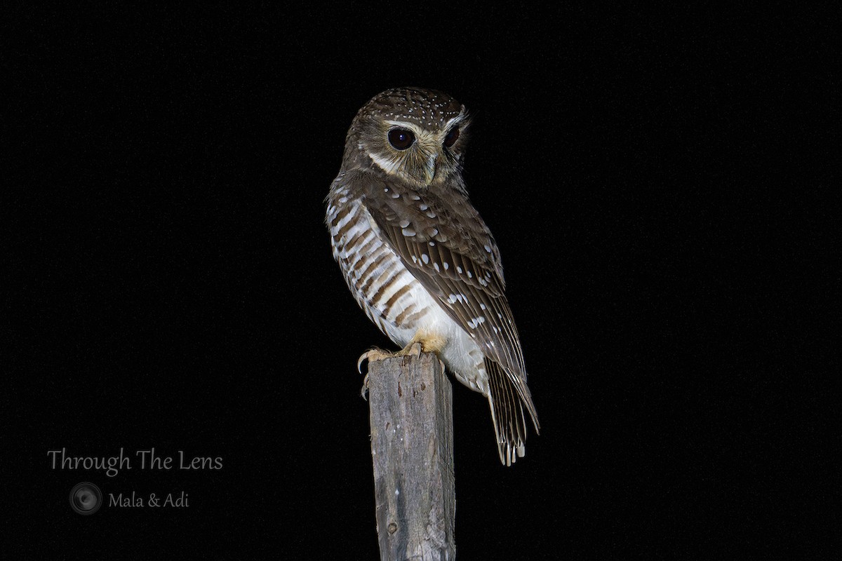 White-browed Owl - ML637650169