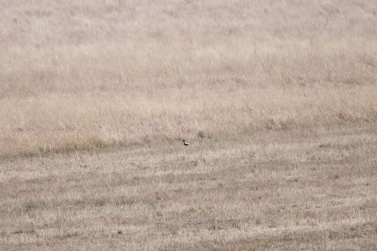 Lesser Florican - ML637650173