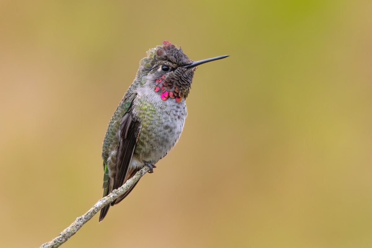 Anna's Hummingbird - ML637650179