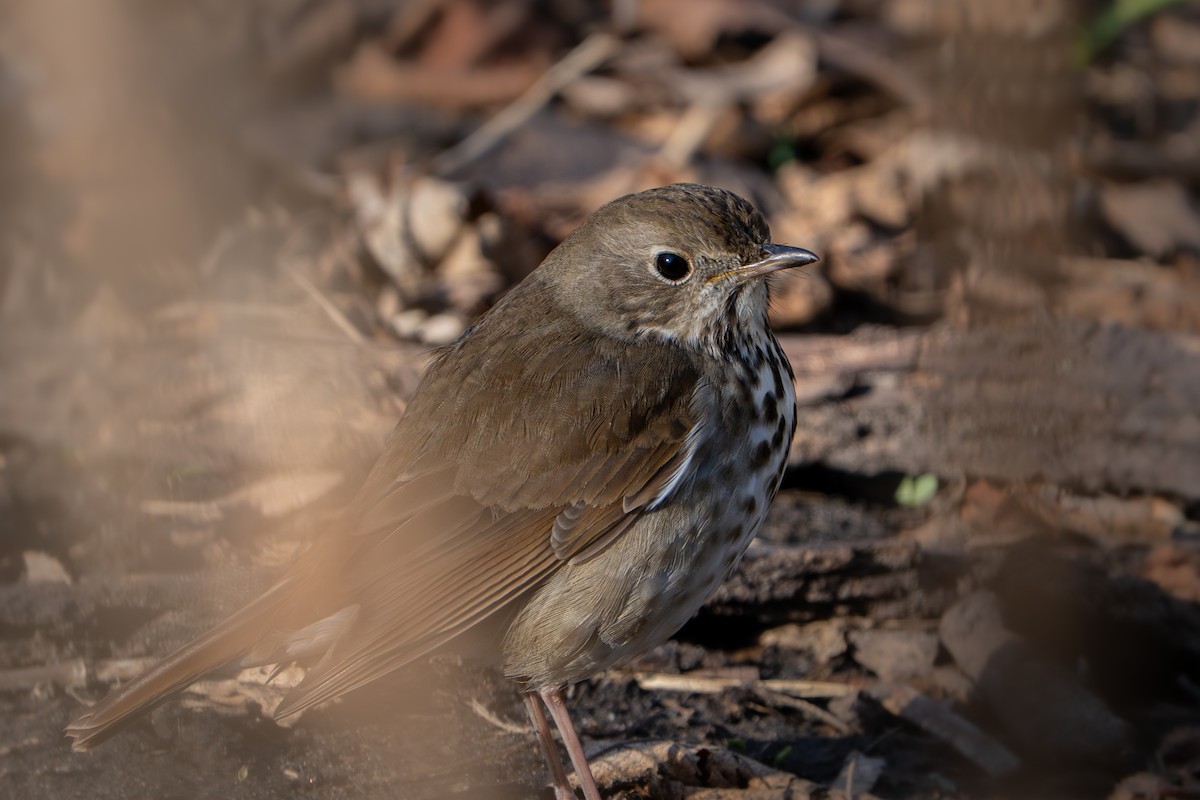 Hermit Thrush - ML637650182