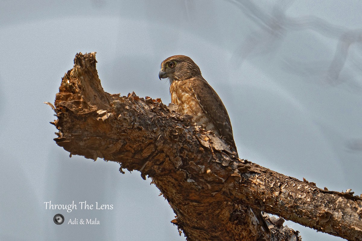 Banded Kestrel - ML637650186
