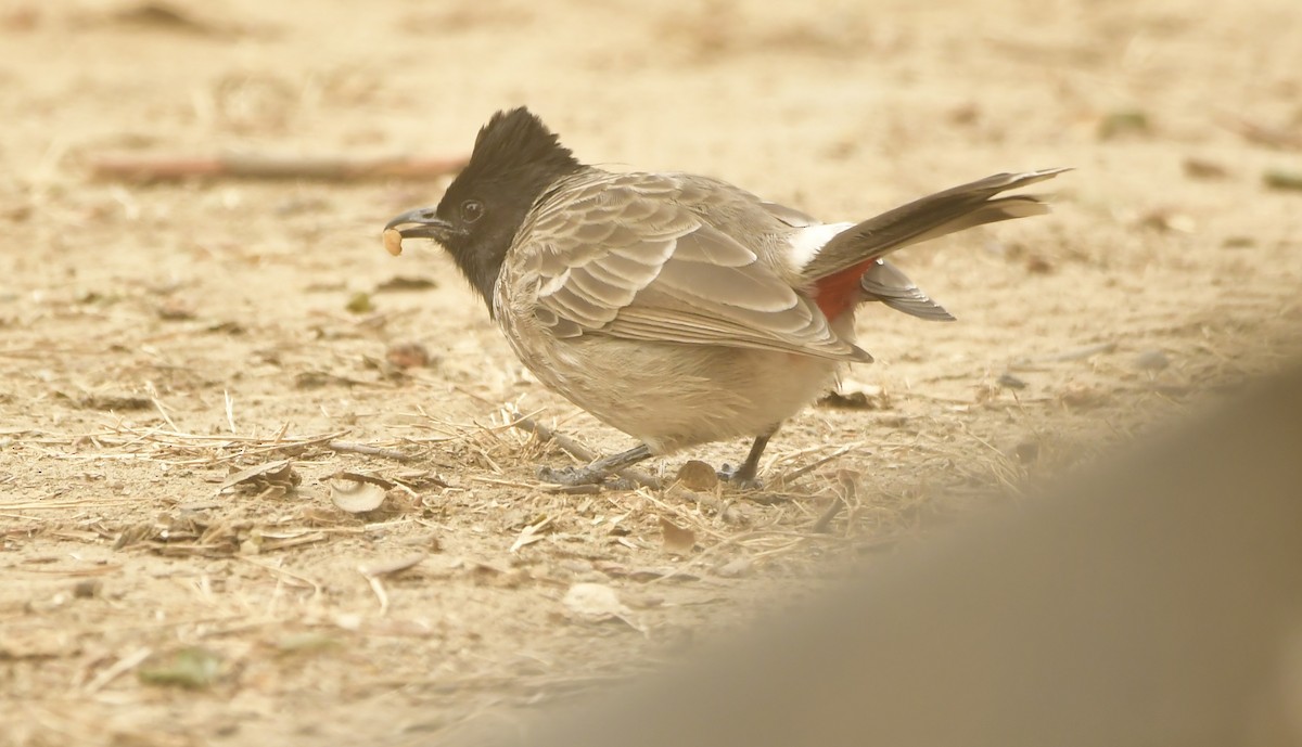Red-vented Bulbul - ML637650199
