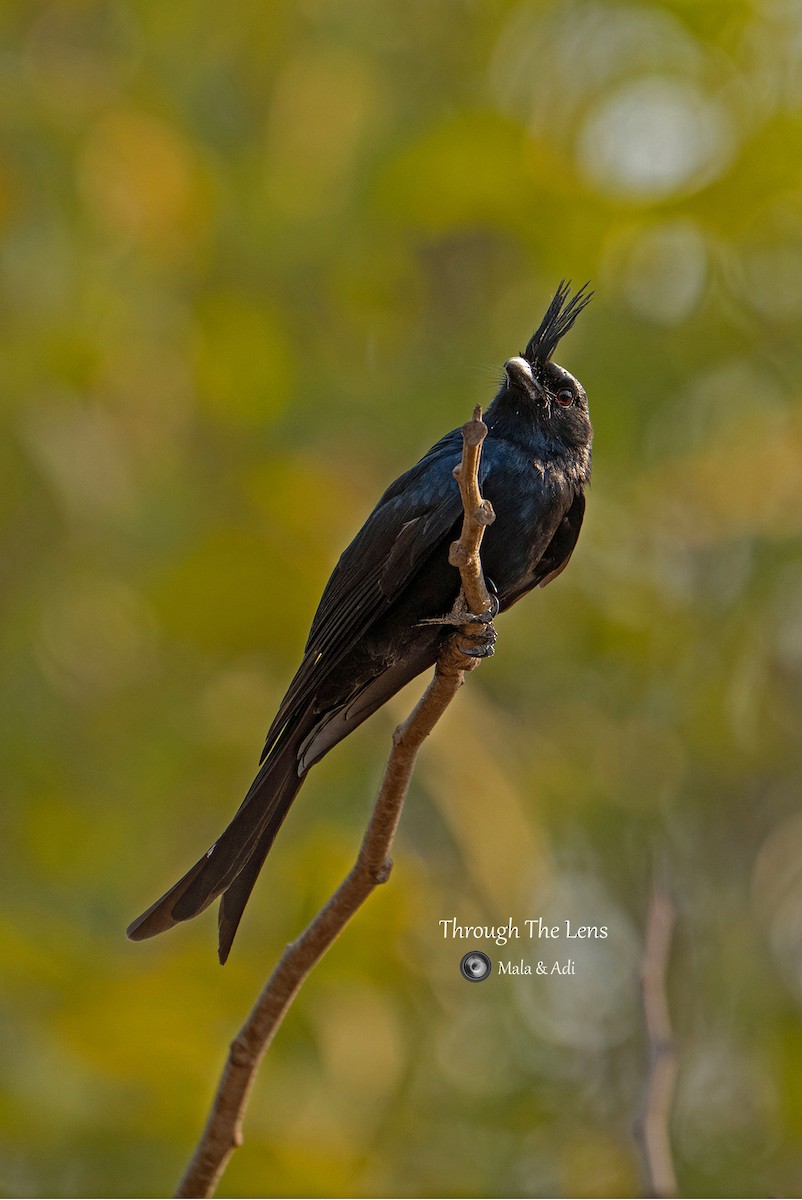 Crested Drongo - ML637650216