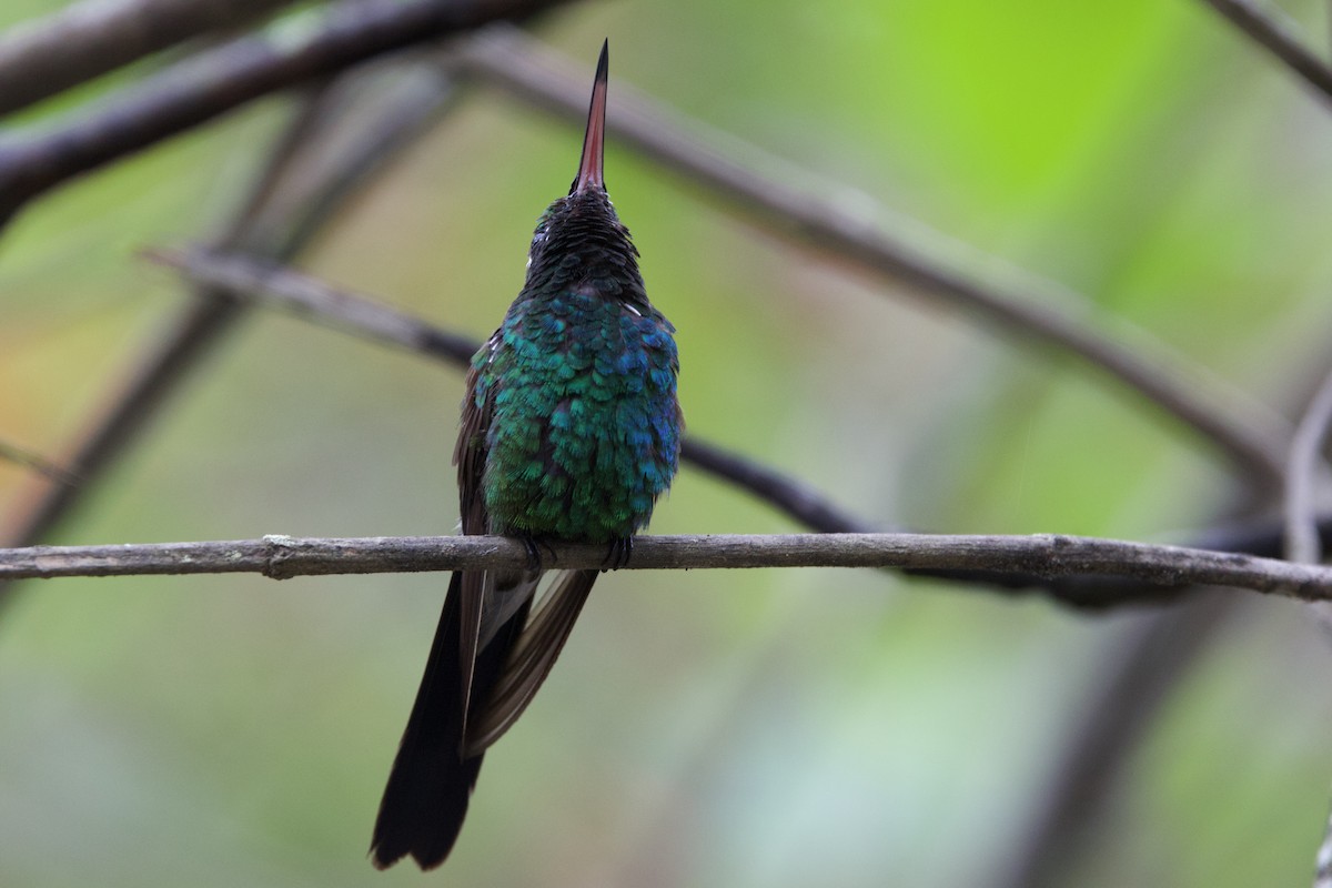 Cuban Emerald - ML637650254