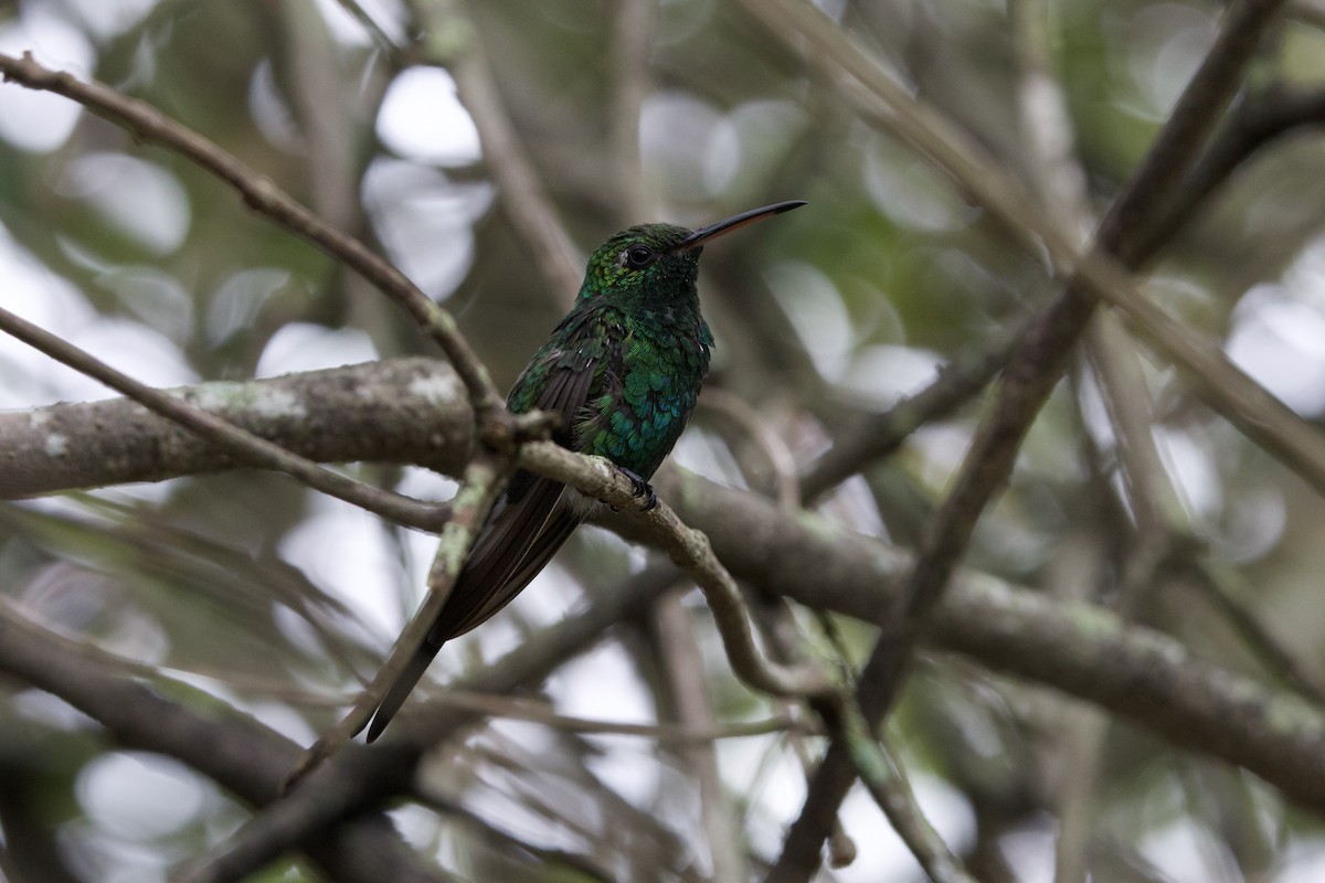 Cuban Emerald - ML637650255