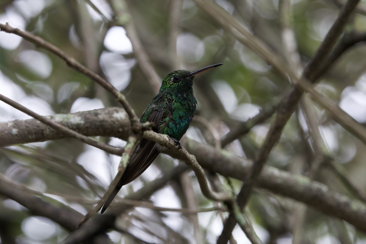 Cuban Emerald - ML637650256