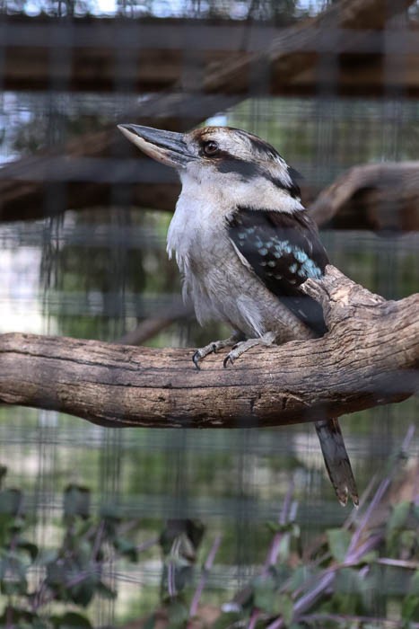 Laughing Kookaburra - ML637650301
