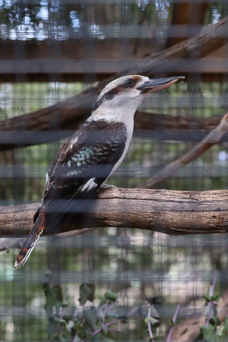 Laughing Kookaburra - ML637650302