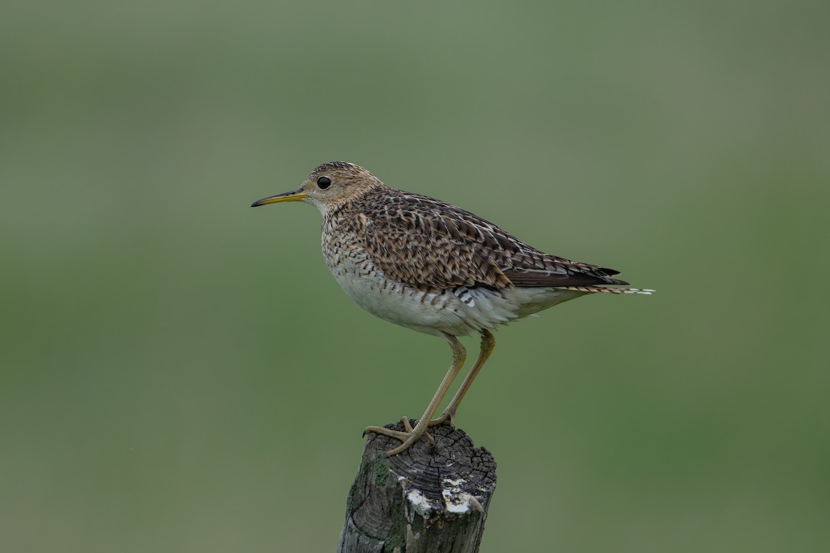 Upland Sandpiper - ML637650309