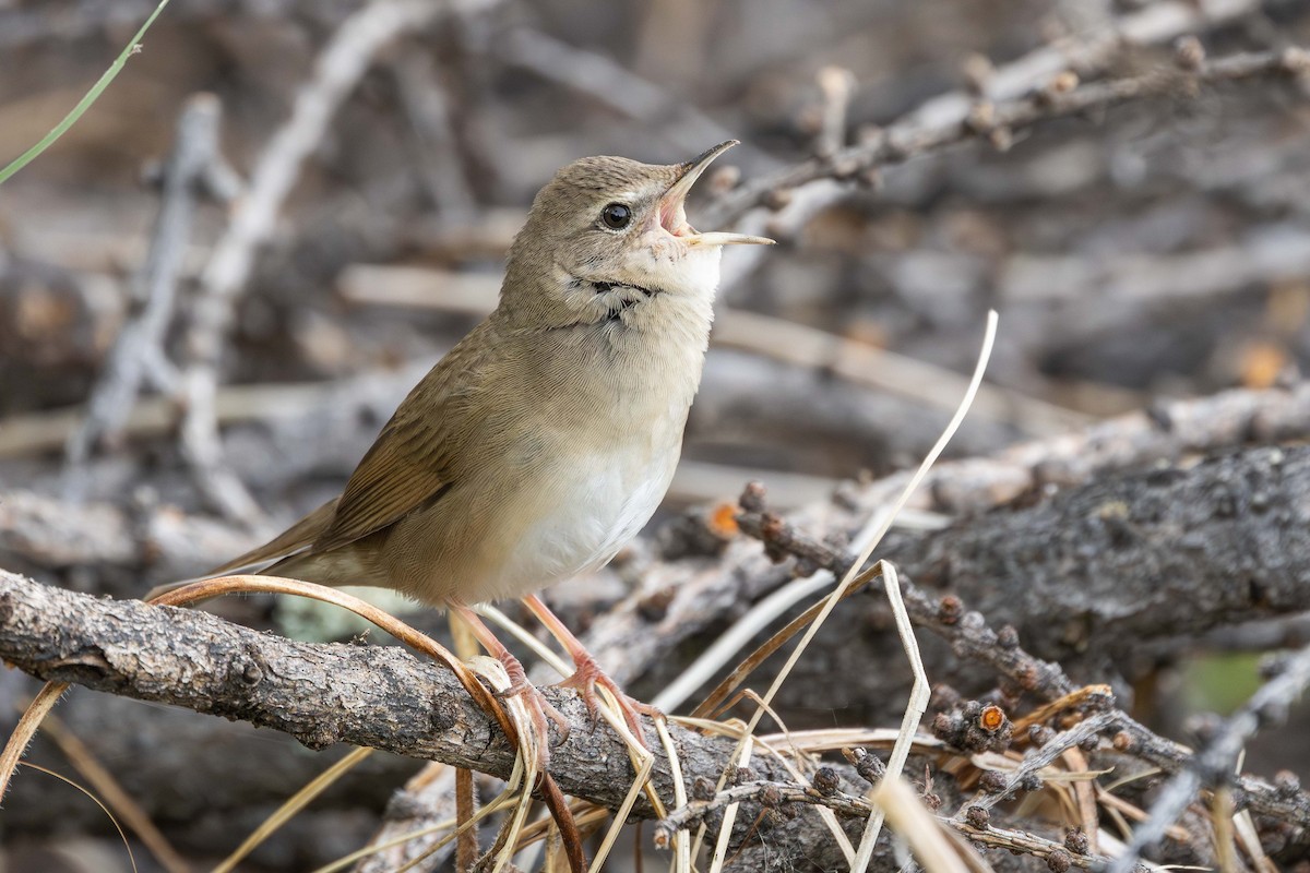 Chinese Bush Warbler - ML637650361