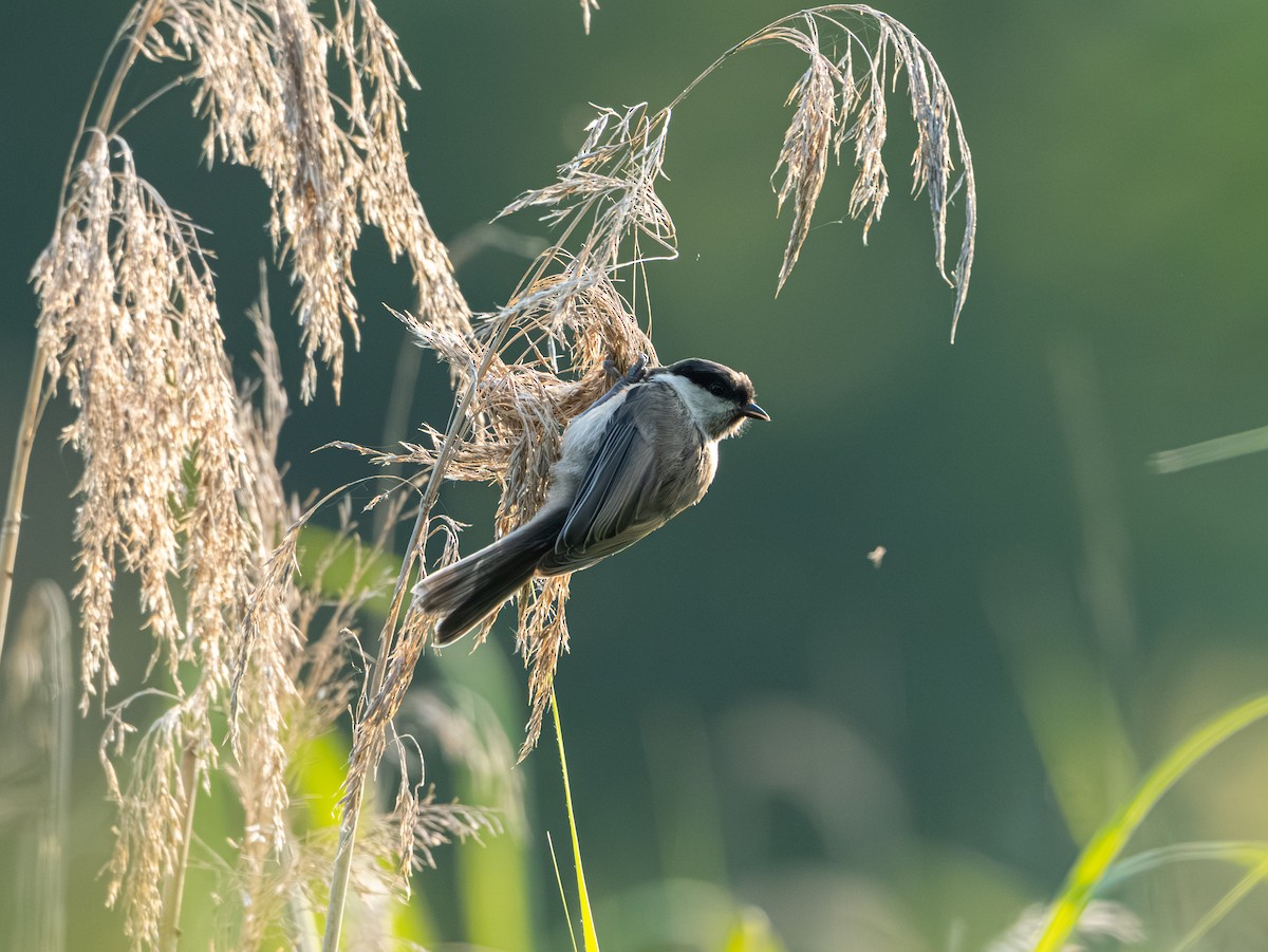 Marsh/Willow Tit - ML637650362