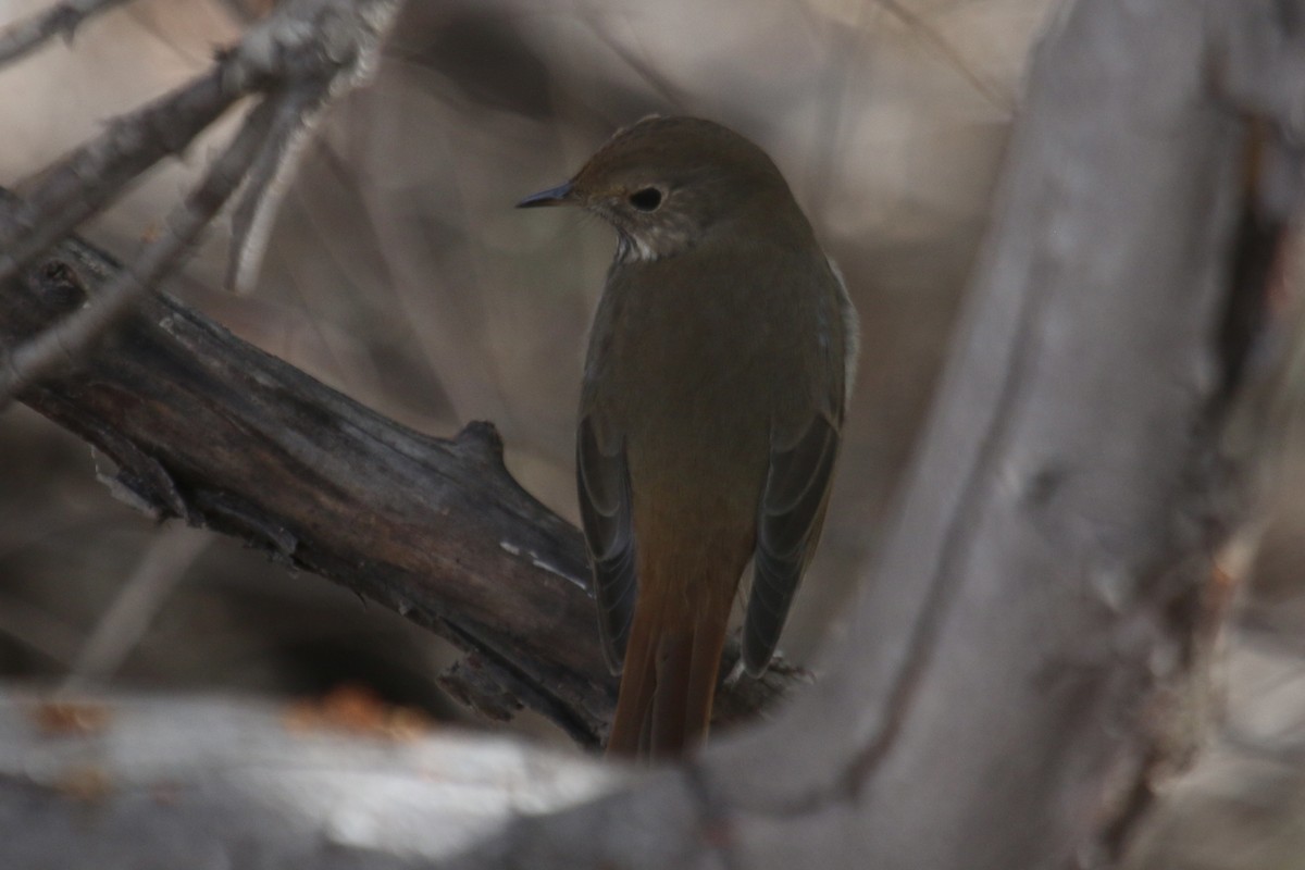 Hermit Thrush - ML637650380