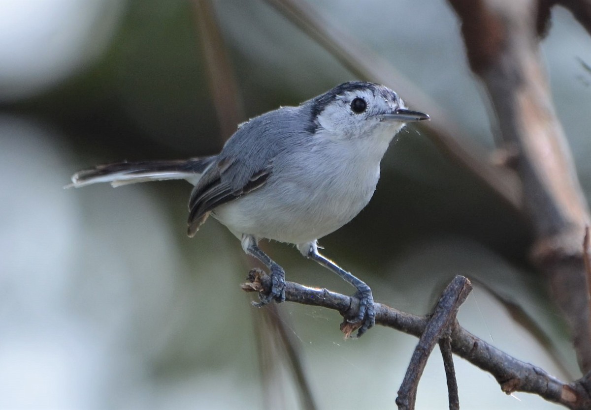 White-browed Gnatcatcher - ML637650391