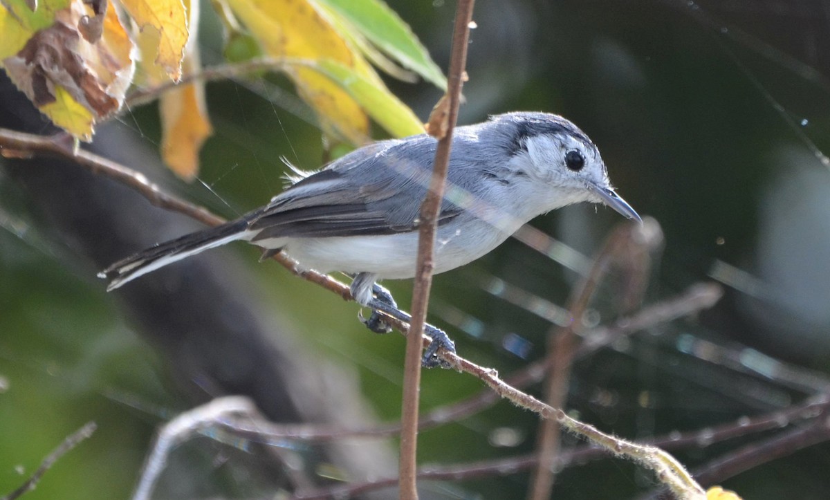 White-browed Gnatcatcher - ML637650392