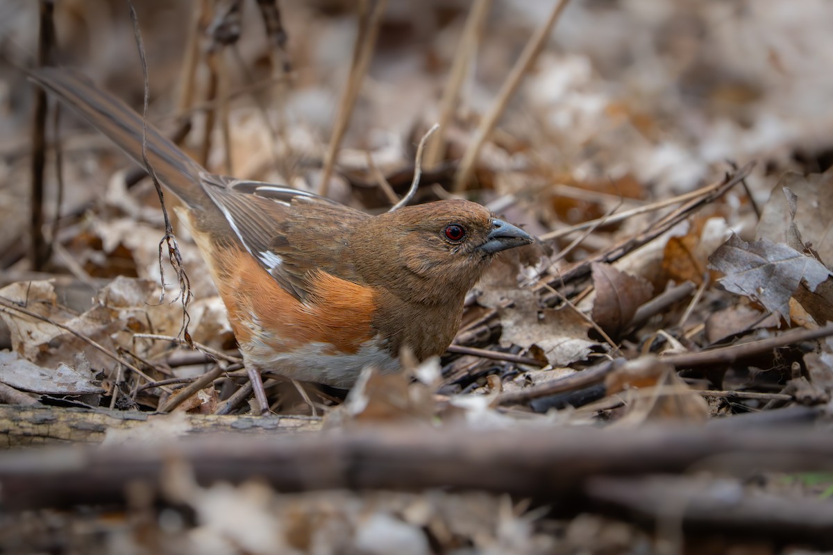 Eastern Towhee - ML637650469