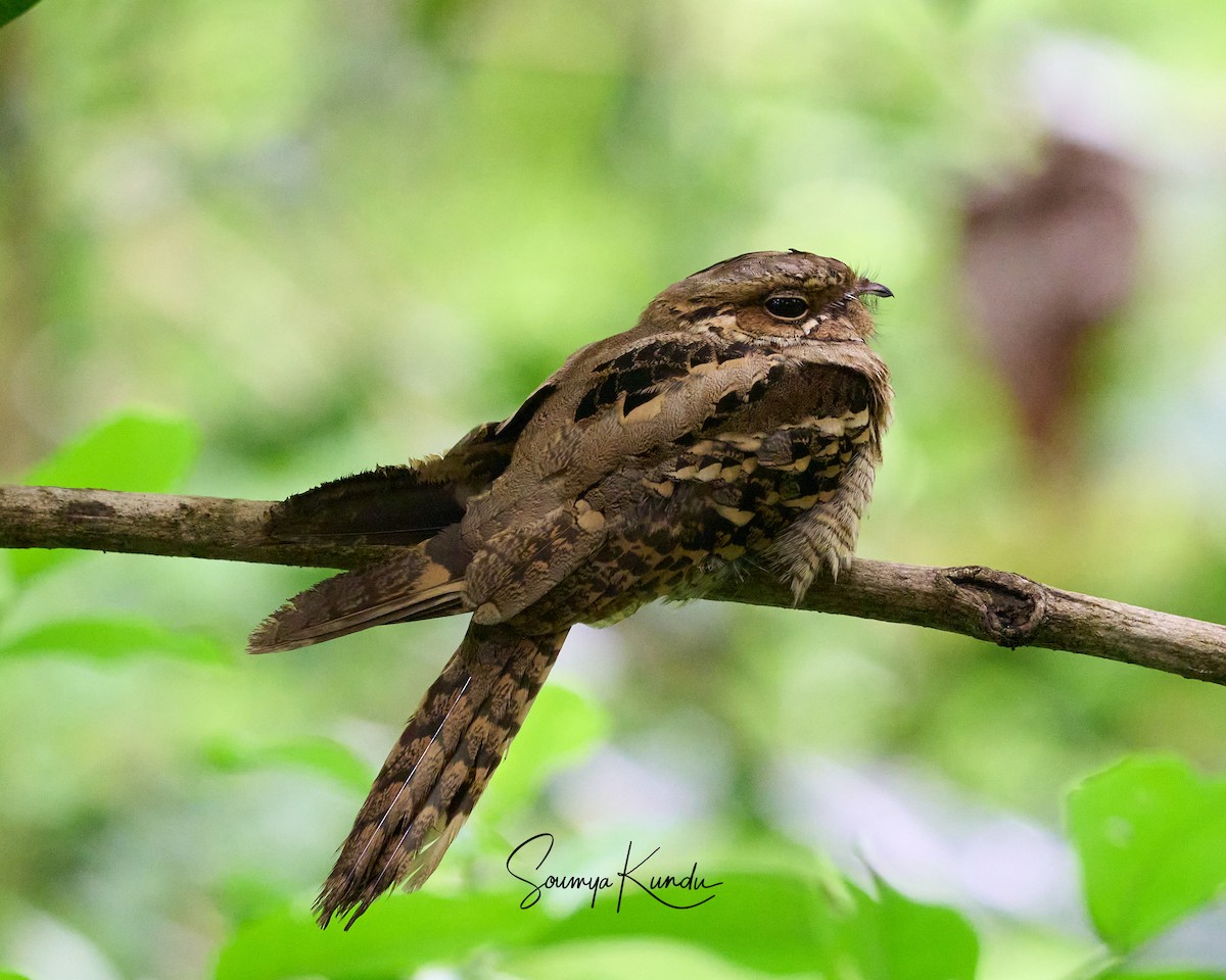 Large-tailed Nightjar - ML637650473