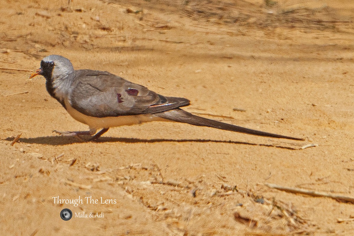 Namaqua Dove - ML637650506