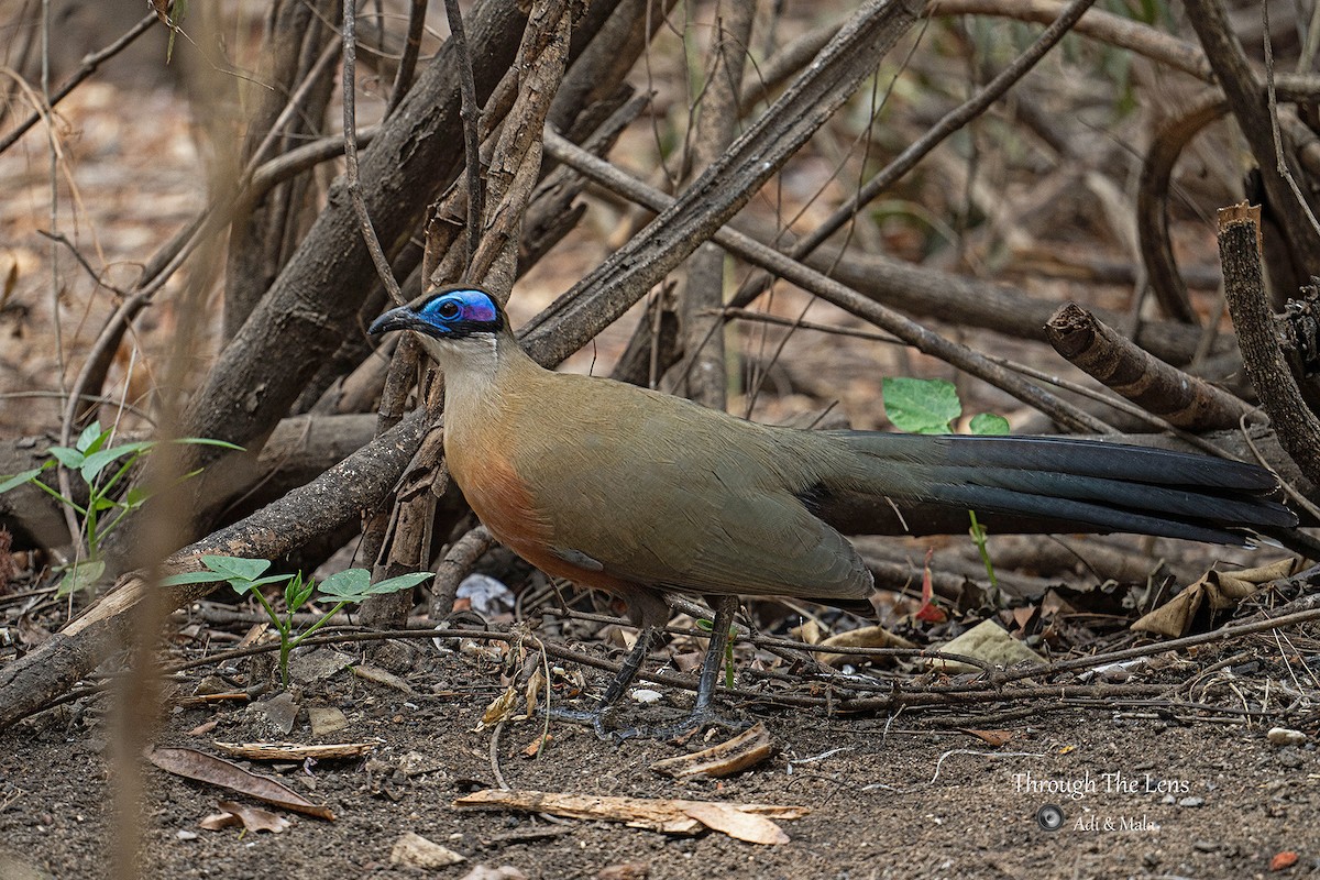 Giant Coua - ML637650567