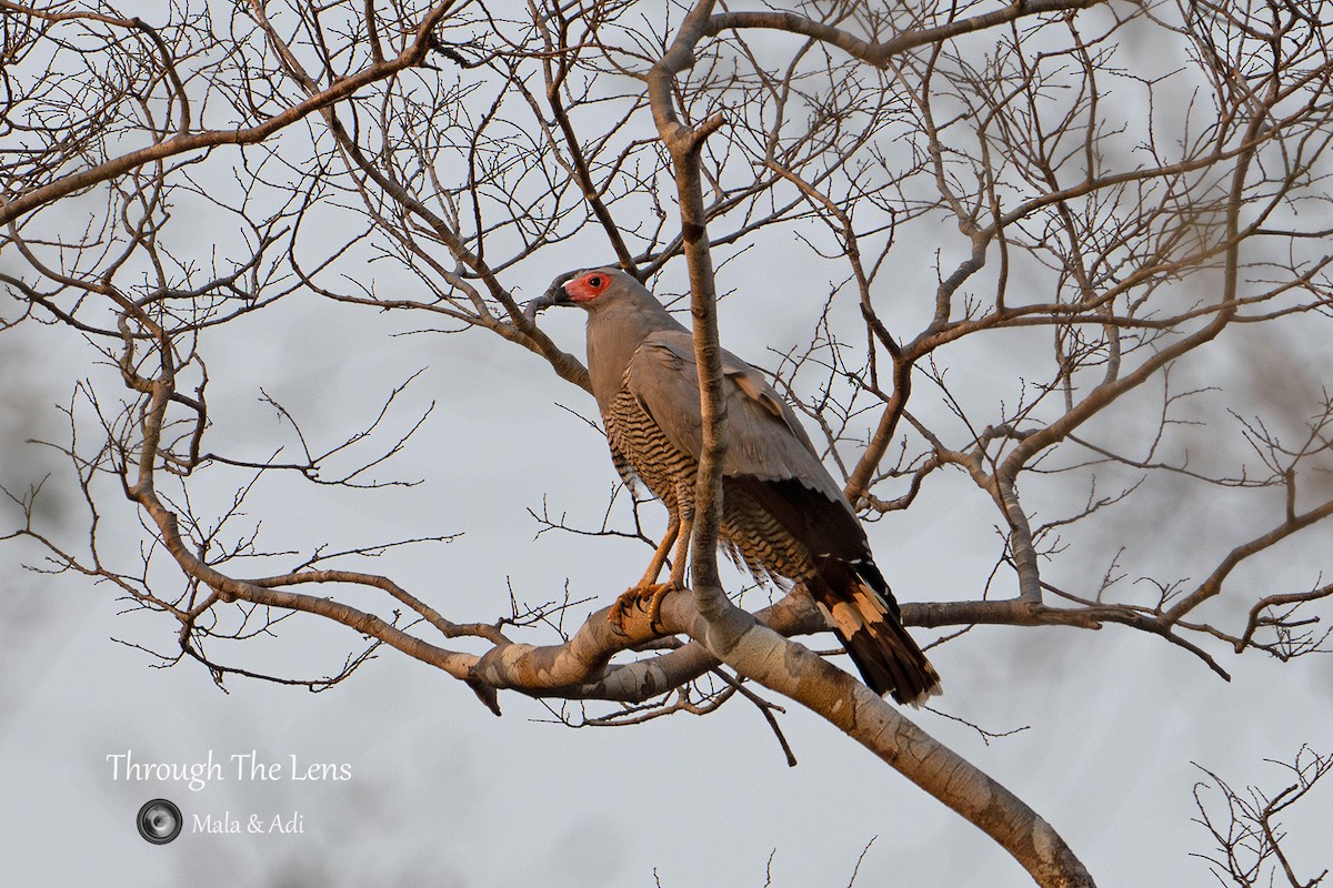 Madagascar Harrier-Hawk - ML637650569