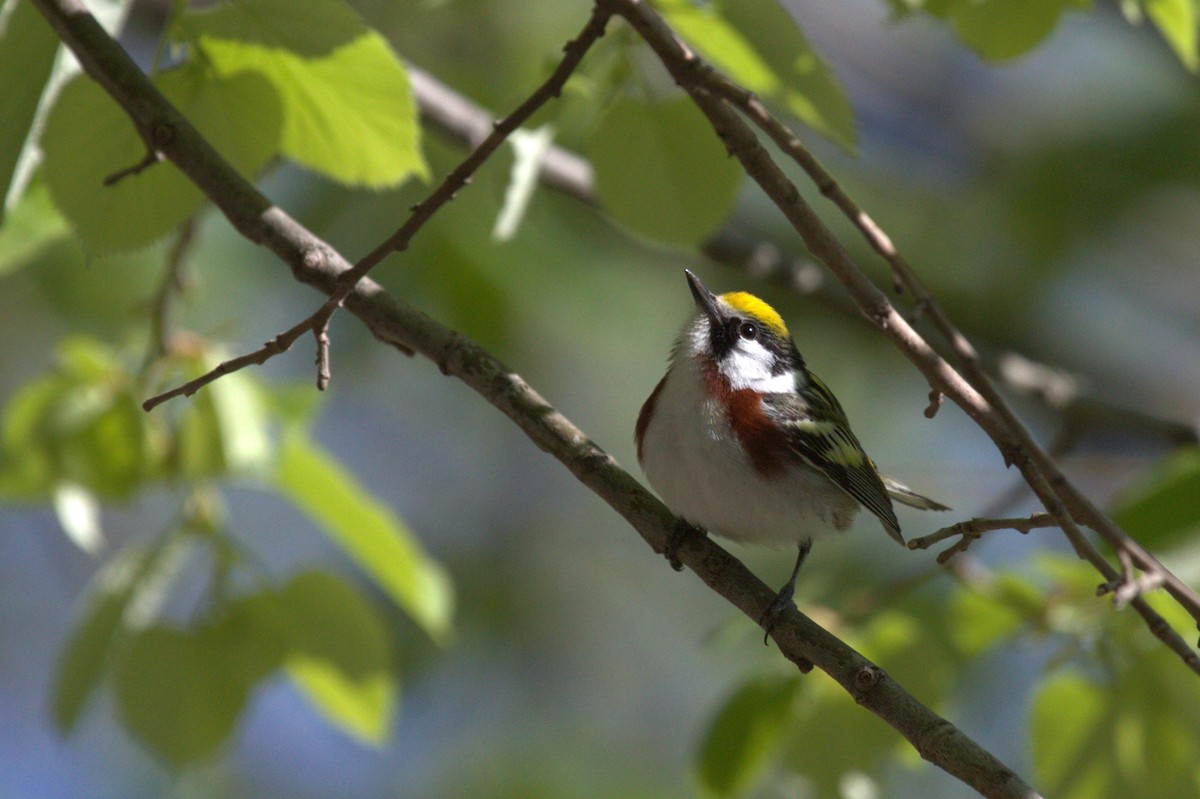 Chestnut-sided Warbler - ML637650594