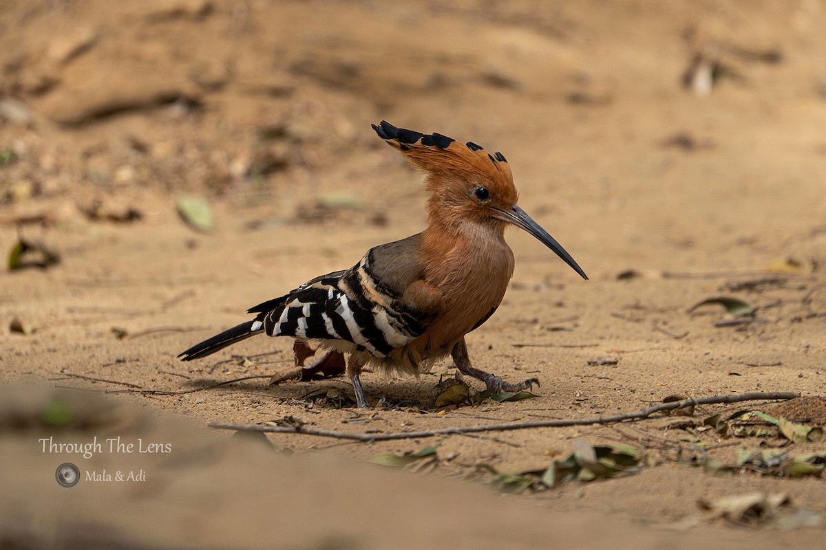 Madagascar Hoopoe - ML637650595
