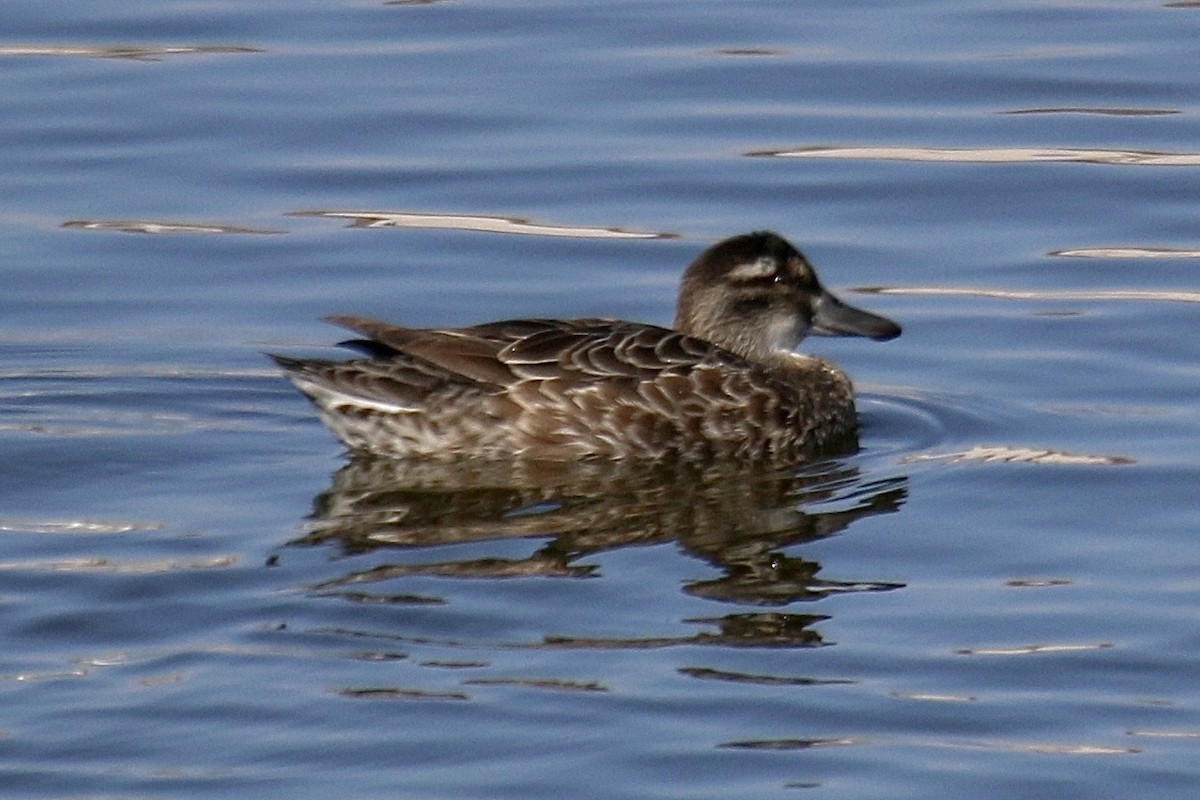 Garganey - ML637650618