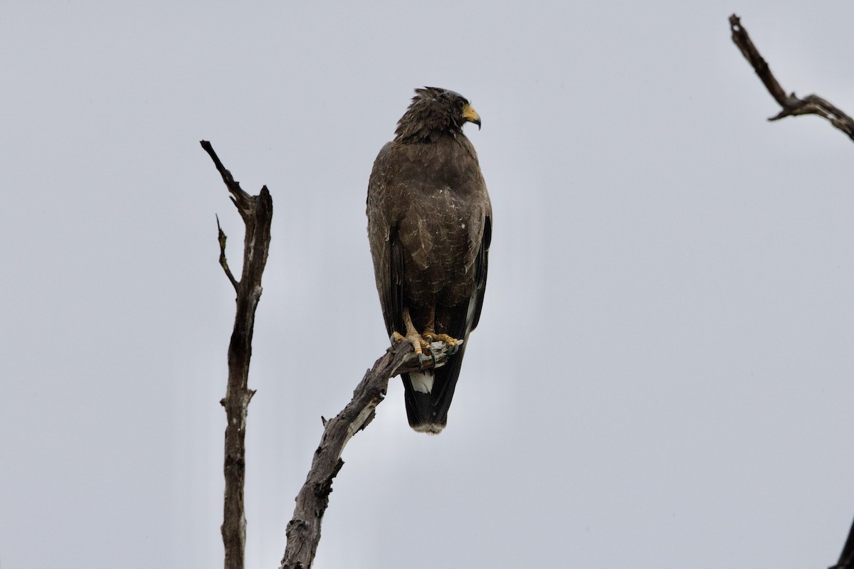 Cuban Black Hawk - ML637650619